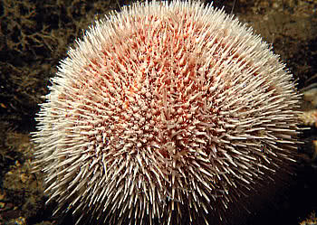 Edible Sea Urchin (Echinus esculentus)